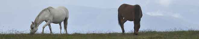 Baner2 - Wyprawa konna na Ukrainie - Beskid Huculski