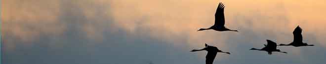 Baner2 - 
