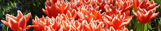 Baner2 - Floriade EXPO 2022 oraz parki i ogrody Niderlandów