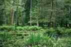 Białowieski Park Narodowy - rezerwat ścisły