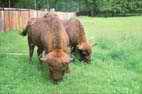 Białowieża - żubry w rezerwacie pokazowym