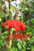 Hibiscus z Madagaskaru 