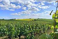 Winnica