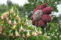 Wyspa Kwiatów - Mainau