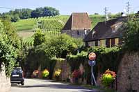 Riquewihr otoczone winnicami
