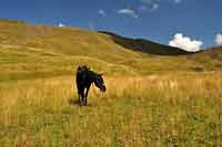 Rajd konny w Chewsuretii 2014