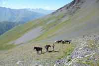 Rajd konny w Chewsuretii 2014