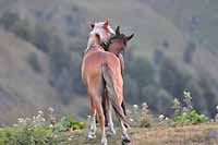 Rajd konny Gruzja Pankisi