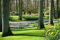Wycieczka Holandia - Keukenhof