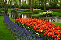 Wycieczka Holandia - Keukenhof