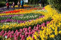 Wycieczka Holandia - Keukenhof