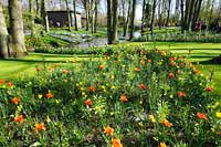 Wycieczka Holandia - Keukenhof
