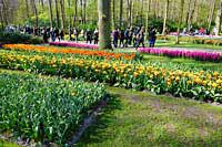 Wycieczka Holandia - Keukenhof