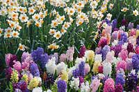 Wycieczka Holandia - Keukenhof