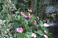 Wycieczka Holandia - Orchidarium w Luttelgeest