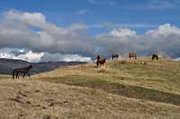 Rajd konny Kazachstan Tien Shan