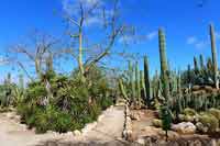 Botanicactus