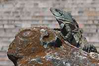 Iguana