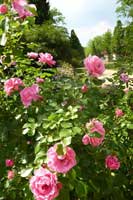 Ogród Różany w Forst