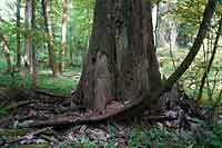 Białowieski Park Narodowy