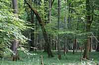 Białowieski Park Narodowy