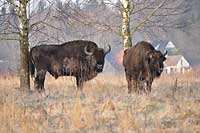 Białowieża, żubry