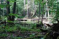 Białowieski Park Narodowy
