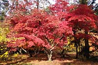 Arboretum w Rogowie