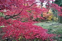 Arboretum w Rogowie