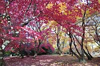 Arboretum w Rogowie