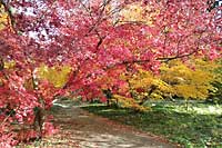 Arboretum w Rogowie