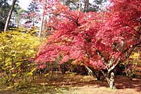 Arboretum w Rogowie