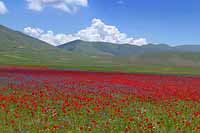 Castelluccio