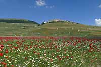 Castelluccio