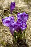 Krokus heufelianus
