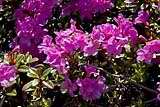 Rododendron borówkolistny