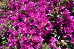 Bougainvillea glabra.