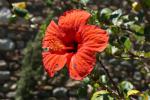 Hibiscus, czyli chińska róża.