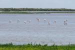 Flamingi na lagunie k. El Rocio.