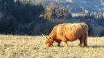 Highland cattle w pełnej krasie