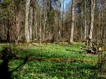 Fragment grądu z dominującym w runie czosnkiem niedźwiedzim, fot.Krzysiek