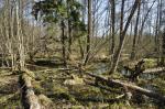 Podmokły las w 