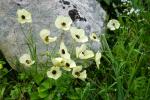 Jaskier Ranunculus asiaticus, ma rózne odmiany barwne.