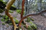 Pnie drzewa poziomkowego Arbutus andrachne