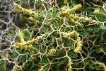 Krwiościąg kolczasty, Sarcopoterium spinosum