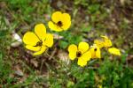 Jaskier azjatycki, Ranunculus asiaticus, tym razem żółty
