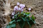 Cyklamen cypryjski, Cyclamen cyprium, endemit