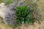 Liście oszlocha morskiego Urginea maritima, dookoła krwiościąg ciernisty Sarcopoterium spinosum