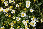 Rumian, Anthemis sp. (amblyolepis? pseudocotula?)
