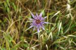 Kozibród, Tragopogon porrifolius